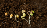 Germination of a seed