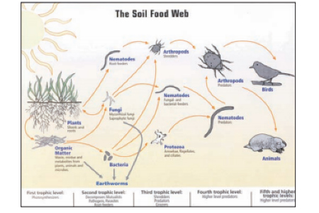 soil food web diagram