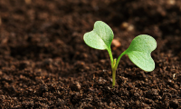 hoorman soil health blog Cover Crop Variety Research