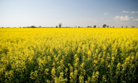 Holding Soil Moisture