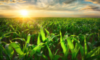 Hoorman Soil Health News New Slug Research