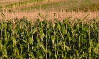 Hoorman Soil Health News Share Rental Agreements