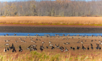 Hoorman Soil Health News Late Season Weather Concerns