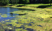 excess harmful algae blooms in Lake Erie