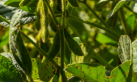 hoorman soil health blog Crop yields