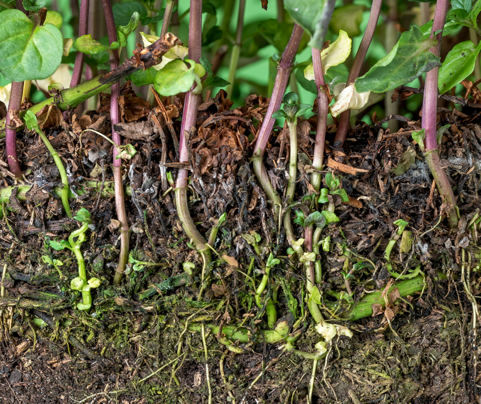 hoorman soil health blog Four Weeks No Roots Causes Compaction