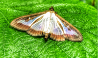 tree moth